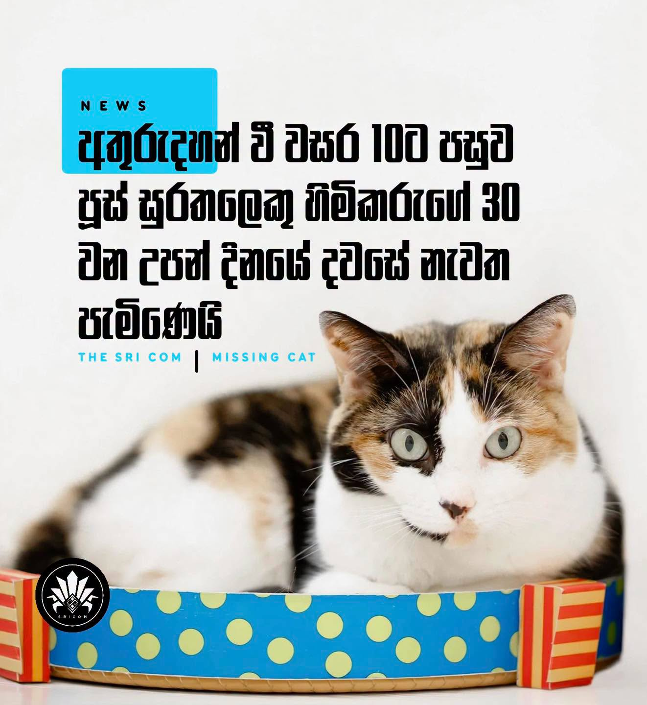 13-year-old missing cat returns home after 10 years on owner's 30th birthday