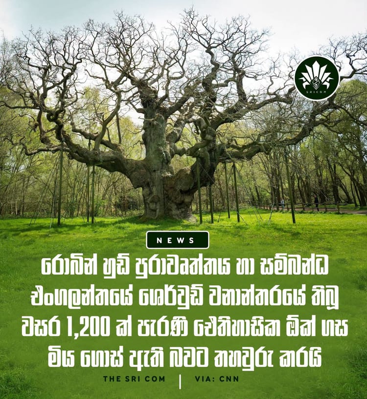 The 1,200-year-old Major Oak tree linked to the Robin Hood legend in England dies.