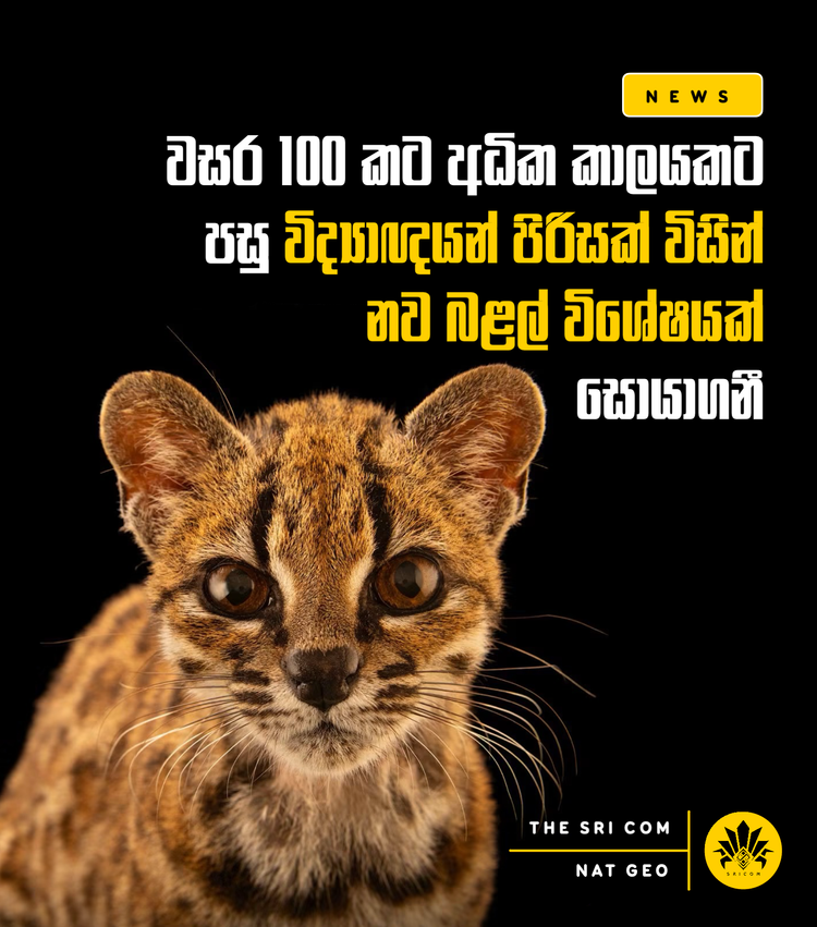 New cat species identified for the first time in over 100 years