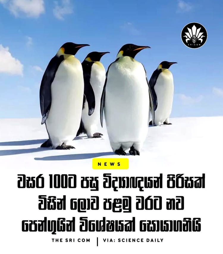 A new penguin species identified for the first time in over 100 years